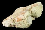 Rare, Fossil Bear Dog (Daphoenus) Skull Section - South Dakota #143966-3